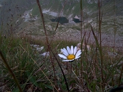 64 per canalone di sfasciumi con margherite d'alpe...